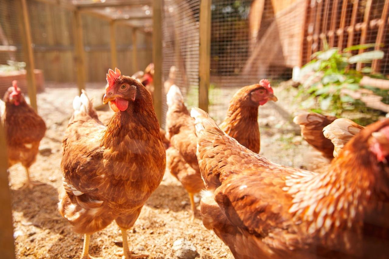 La Cocotte Villa & Farm Khao Yai Nong Sarai Екстер'єр фото